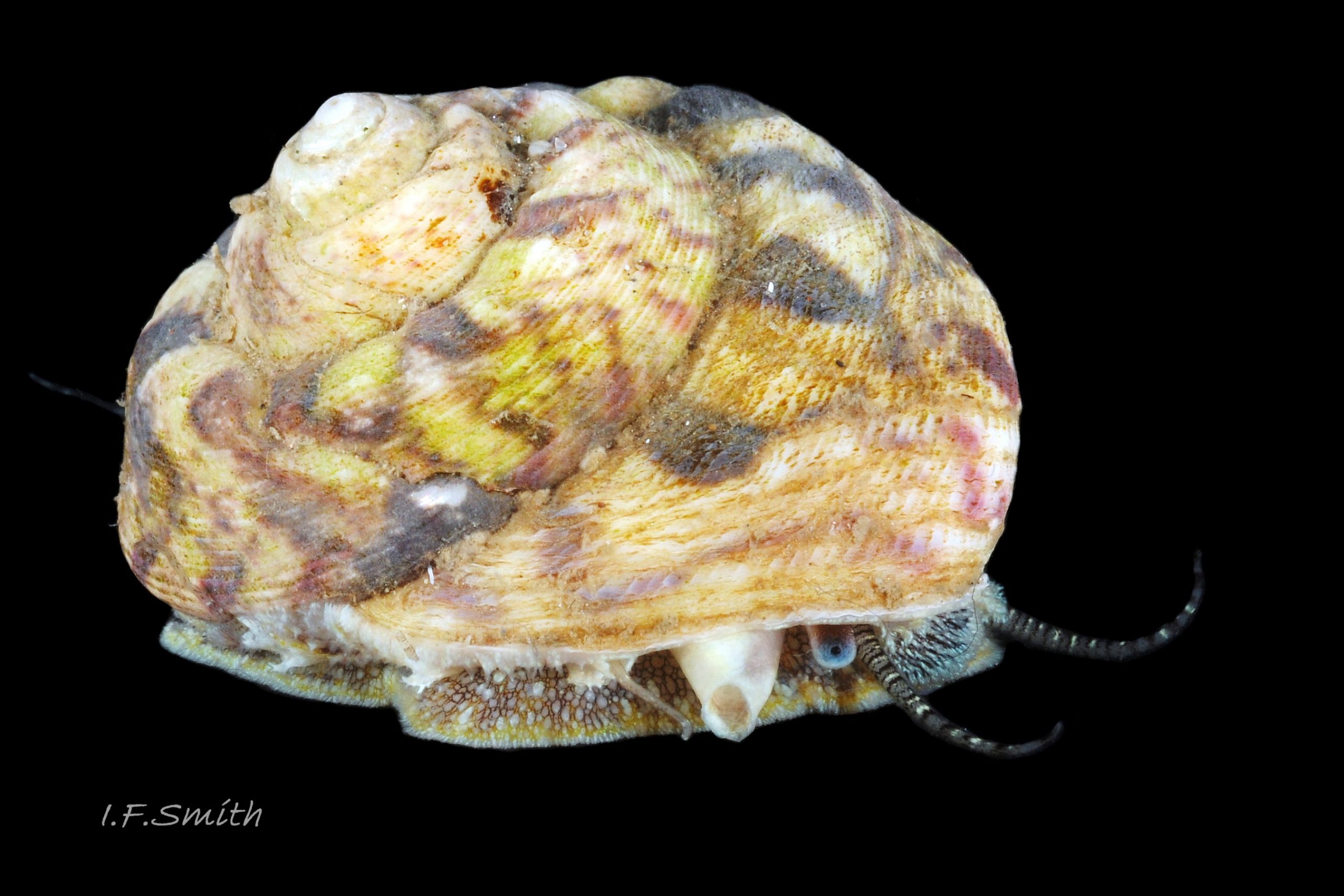 26 Gibbula magus. Height 19mm, breadth 25mm. Cardigan Bay, Wales. 2015.