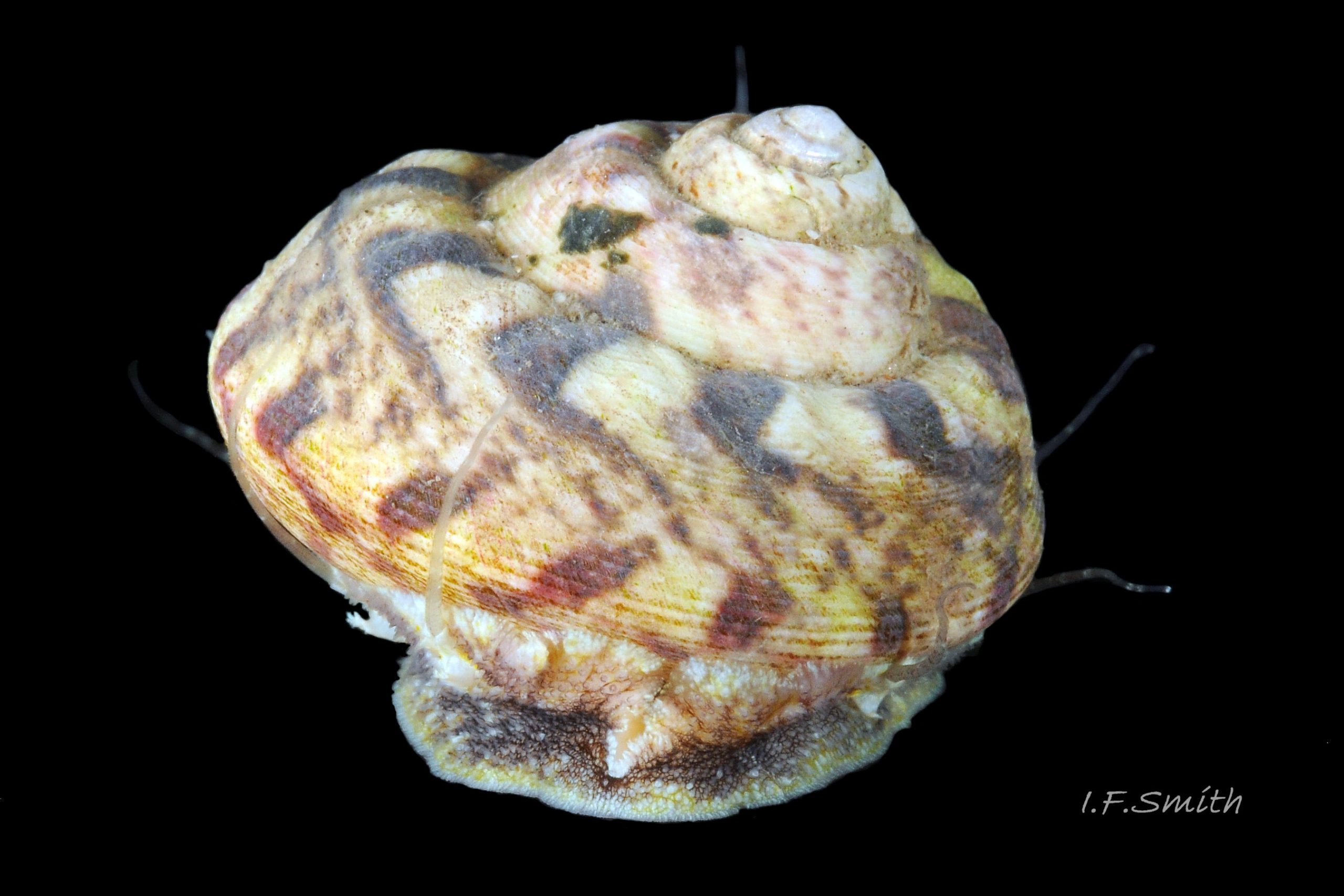 25 Gibbula magus. Height 19mm, breadth 25mm. Cardigan Bay, Wales. 2015.