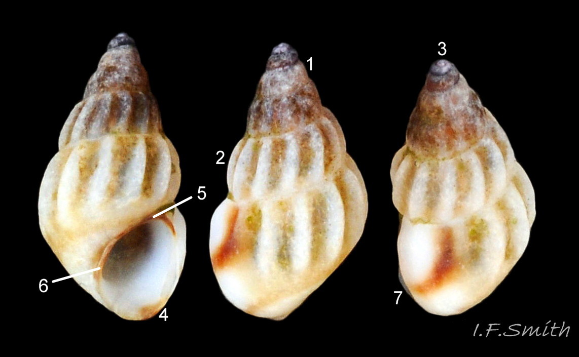 01 Rissoa parva. Costate (ribbed) form. Shell height 3 mm. Lleyn Peninsula, Wales. March 2015.