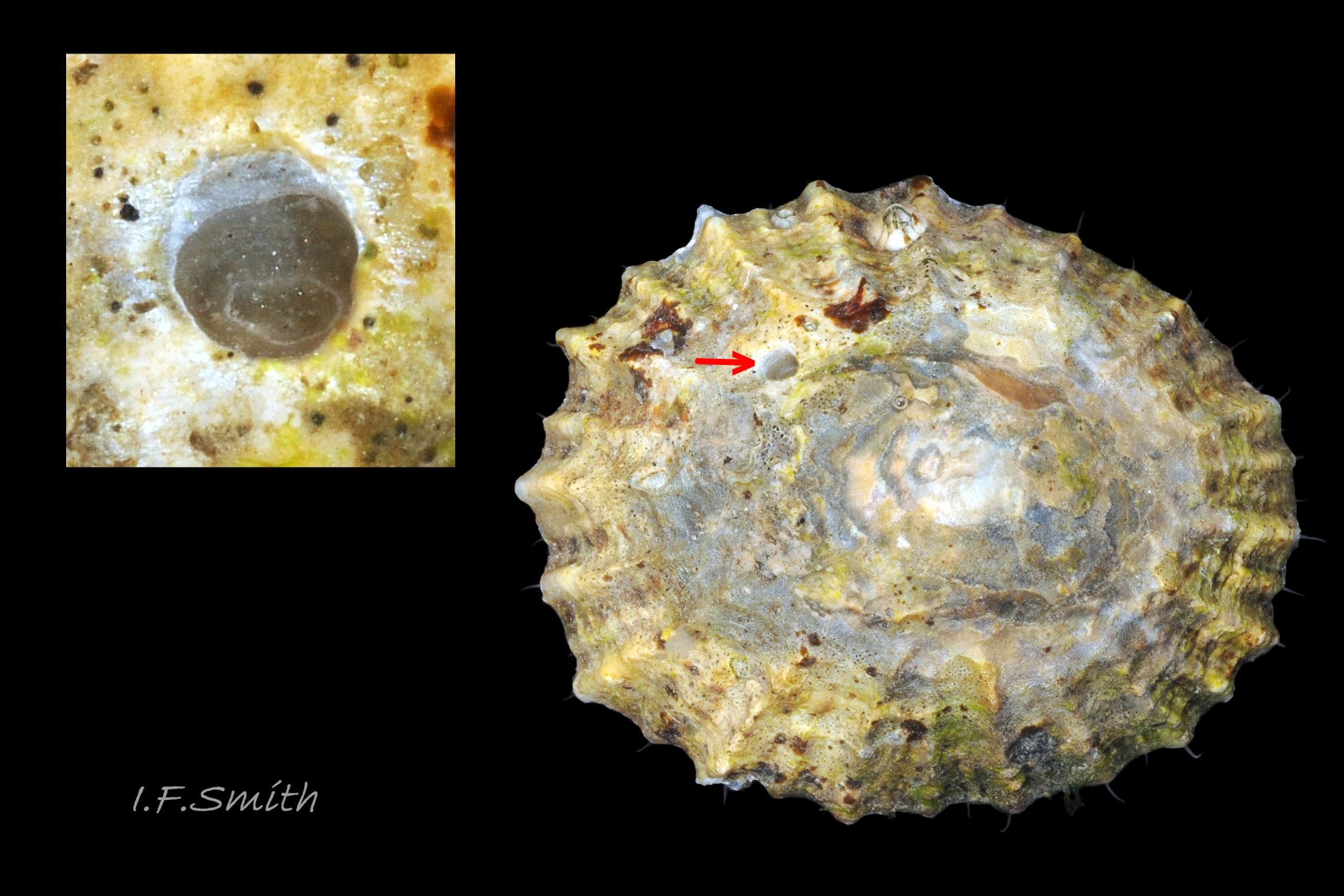 40c Nucella lapillus incomplete bore-hole on Patella vulgata (29.5mm long). Lleyn, North Wales. September 2015.