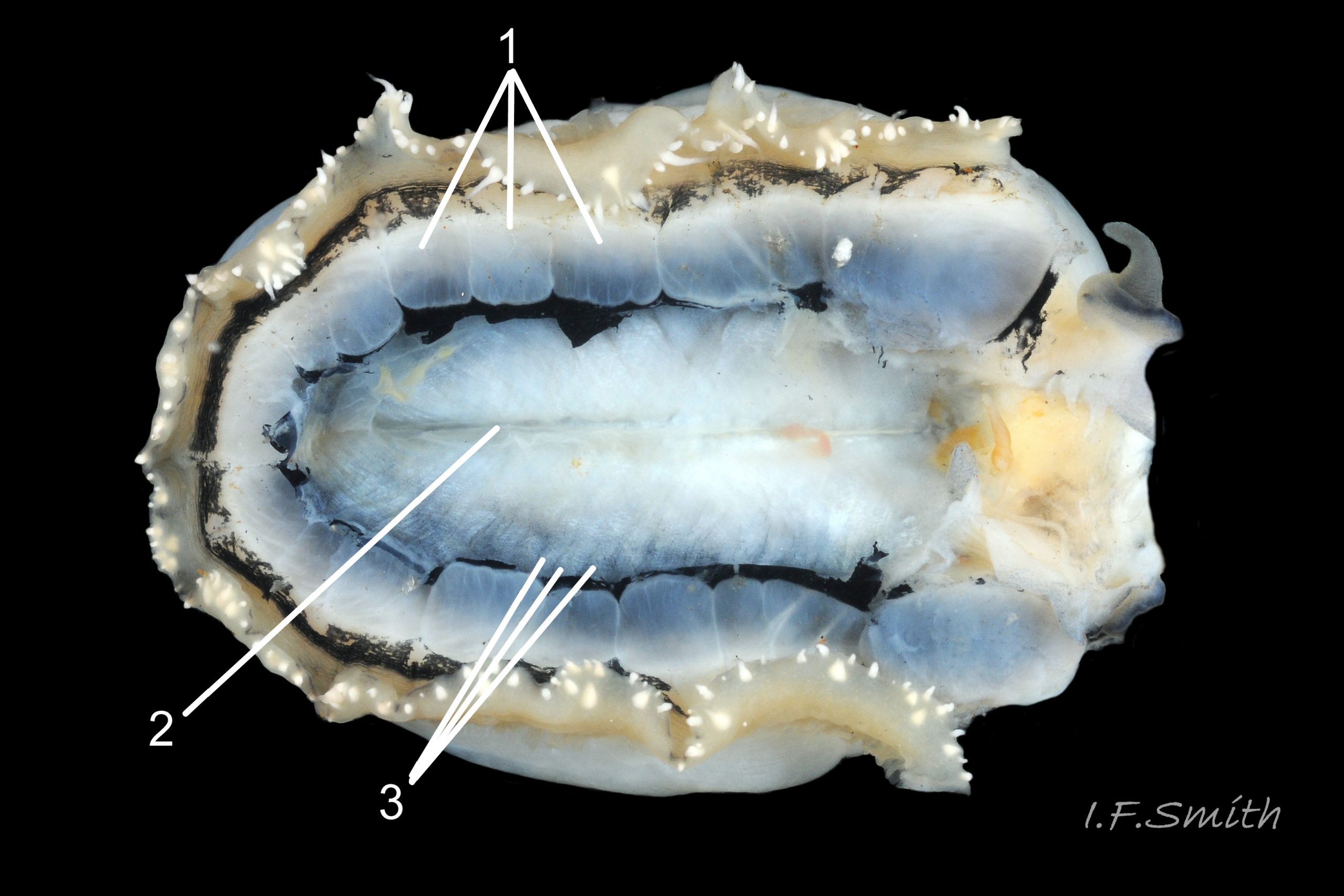 25 Patella depressa. Shell length 28mm. Viscera removed to expose interior face of foot. Lleyn, Wales. September 2015.