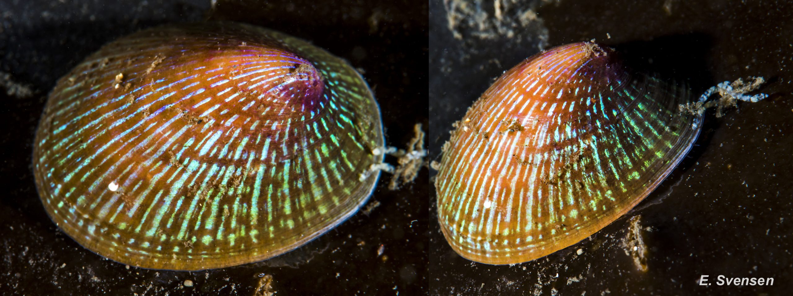 47 Patella pellucida. Growth stage 5 (late adult) on Laminaria hyperborea frond. January 2016. Sublittoral. Egersund, S. Norway. © E. Svensen.