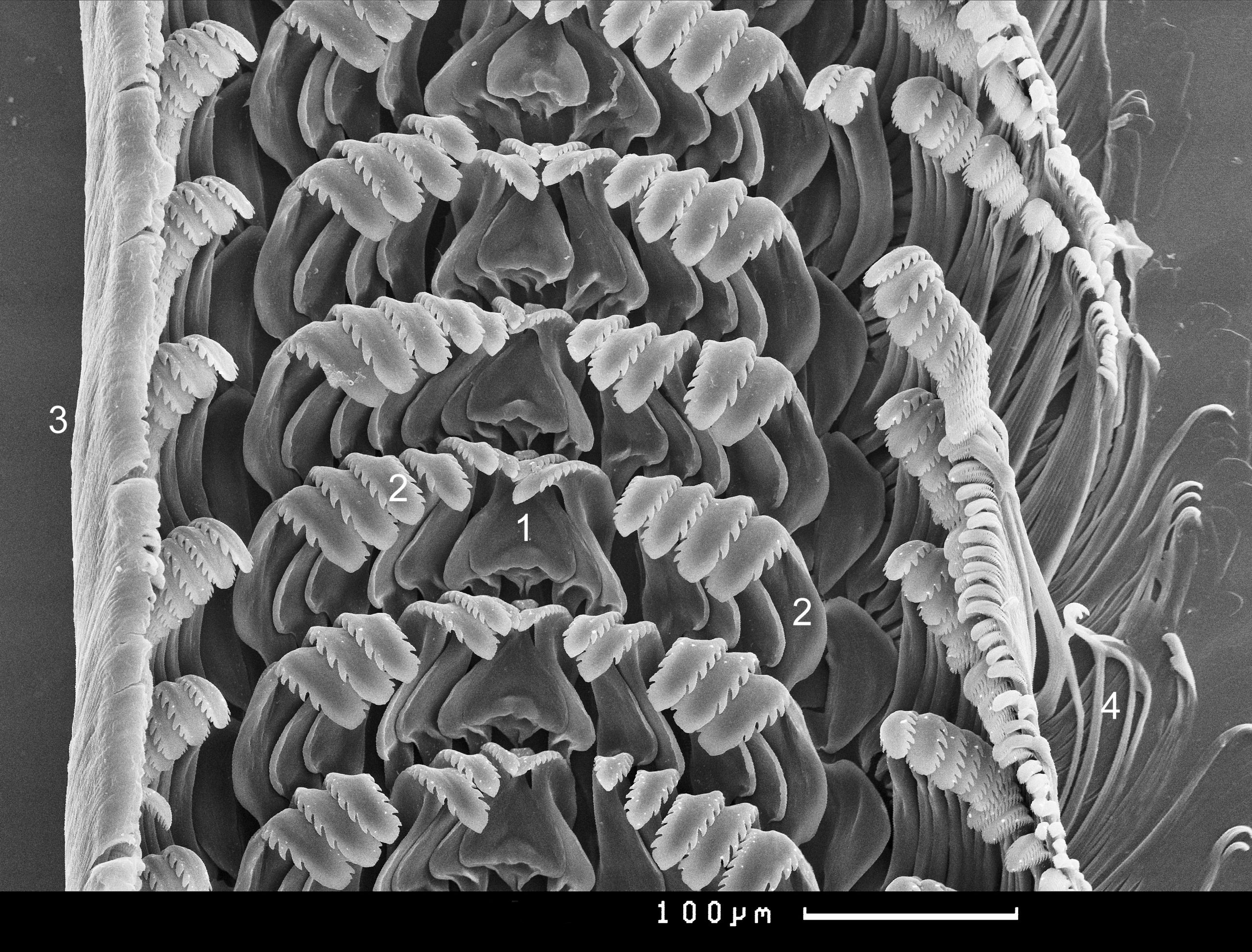 17 Margarites helicinus.  Six rows of radular teeth. Murman coast, northern Russia. Scanning electron microscope image frame 0.55mm wide.  © I. Nekhaev.