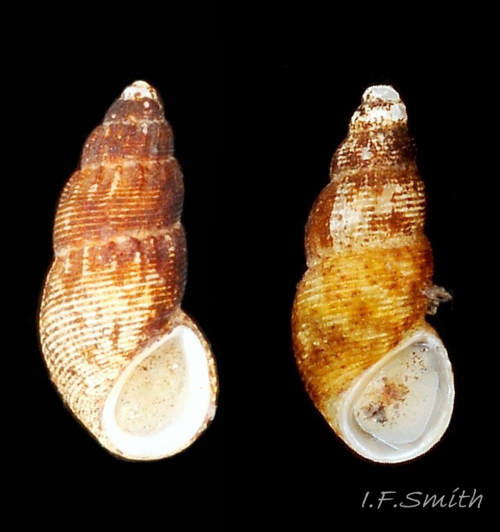 Onoba aculeus album. Comparison with O. semicostata.  Menai Strait, Wales. June 2013