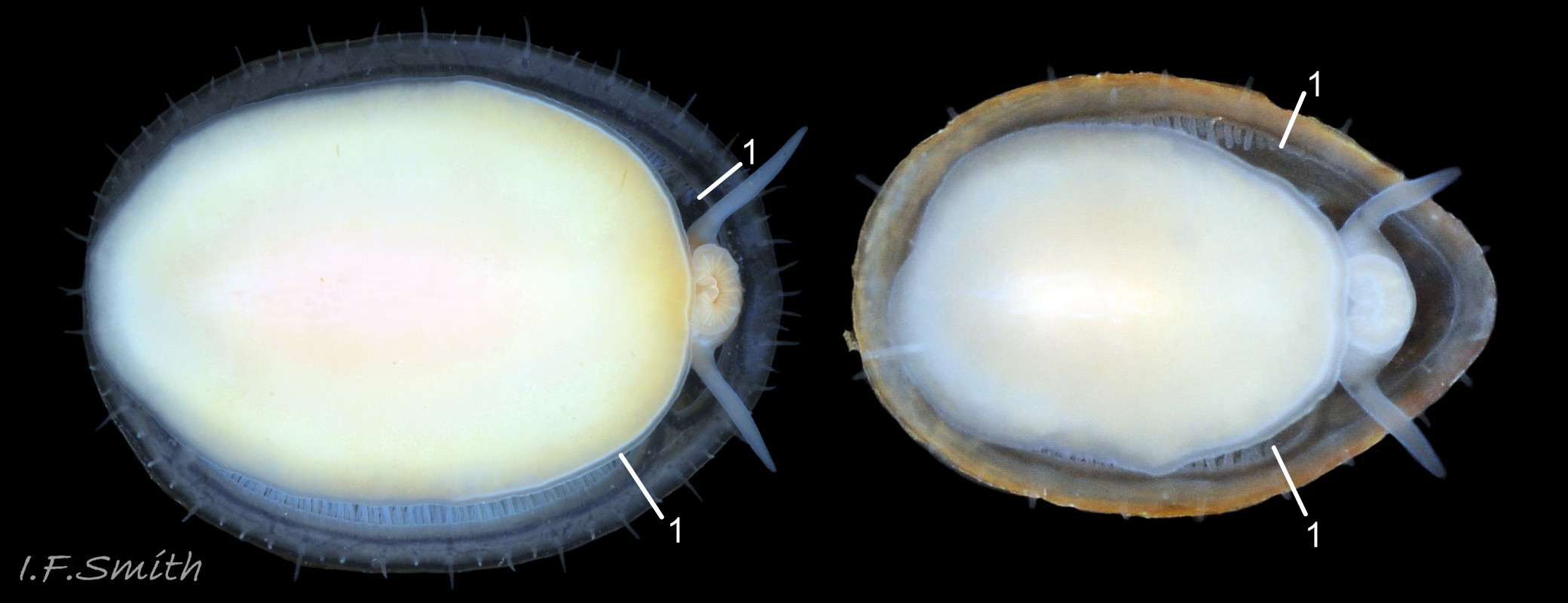 66 Patella pellucida.  Left: L. 19.3mm. GS5f. Menai Strait, Wales. Right: L.4.6mm. GS3f. W. Anglesey, Wales.