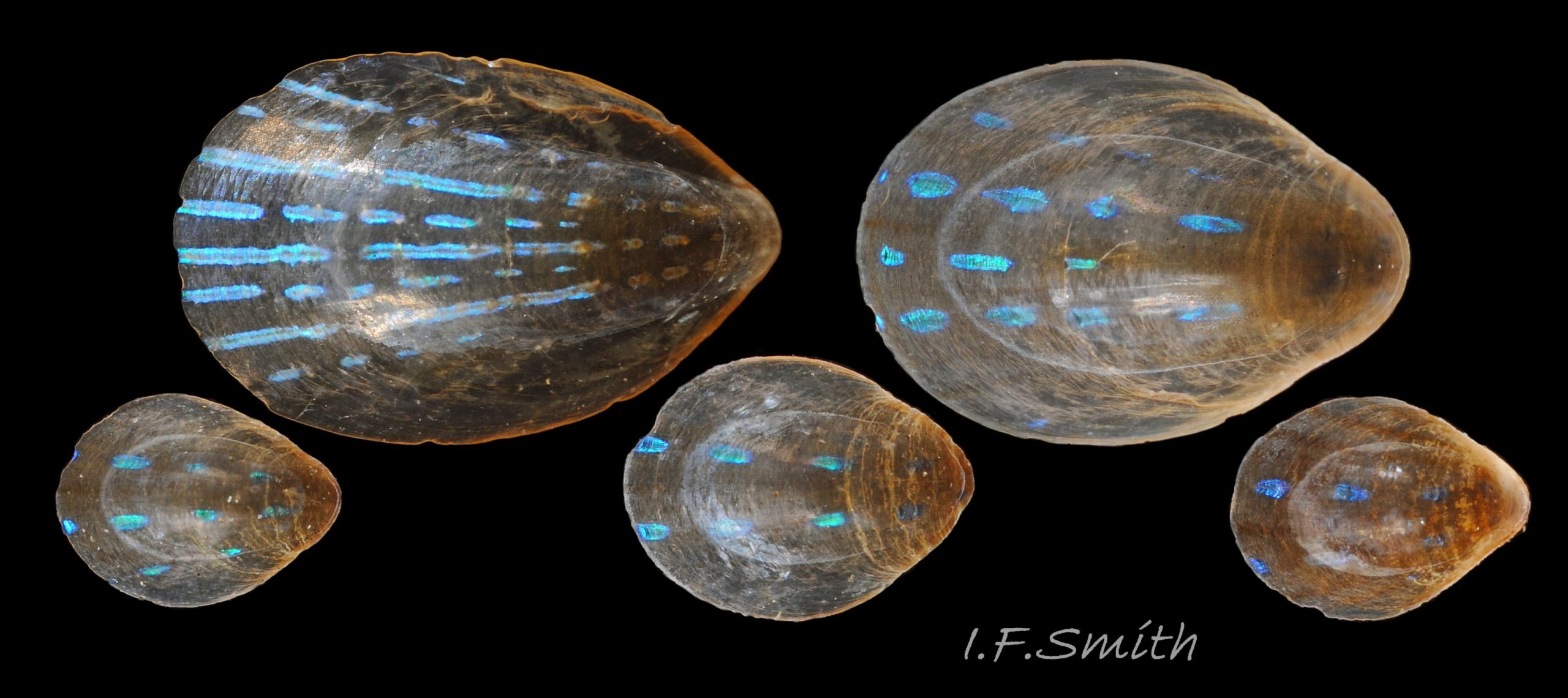 14  Patella pellucida. Juveniles, Growth Stage 3 (GS3). Littoral. Largest, length 6.7mm, from Llŷn, N. Wales, April 1969. Others, shortest length 3.2mm, from Aberdeen, Scotland, 1971.