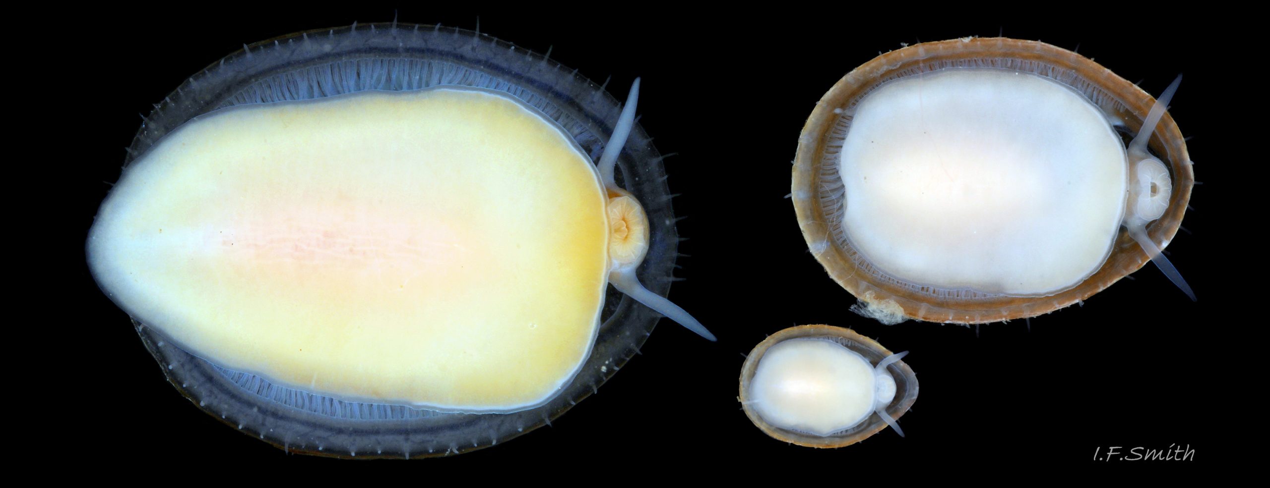 69 Patella pellucida.  Growth Stages 5f (L.19.3mm) Menai Strait, 4f (L.10.2mm) and 3f (L.4.6mm) W. Anglesey; all frond dwellers.