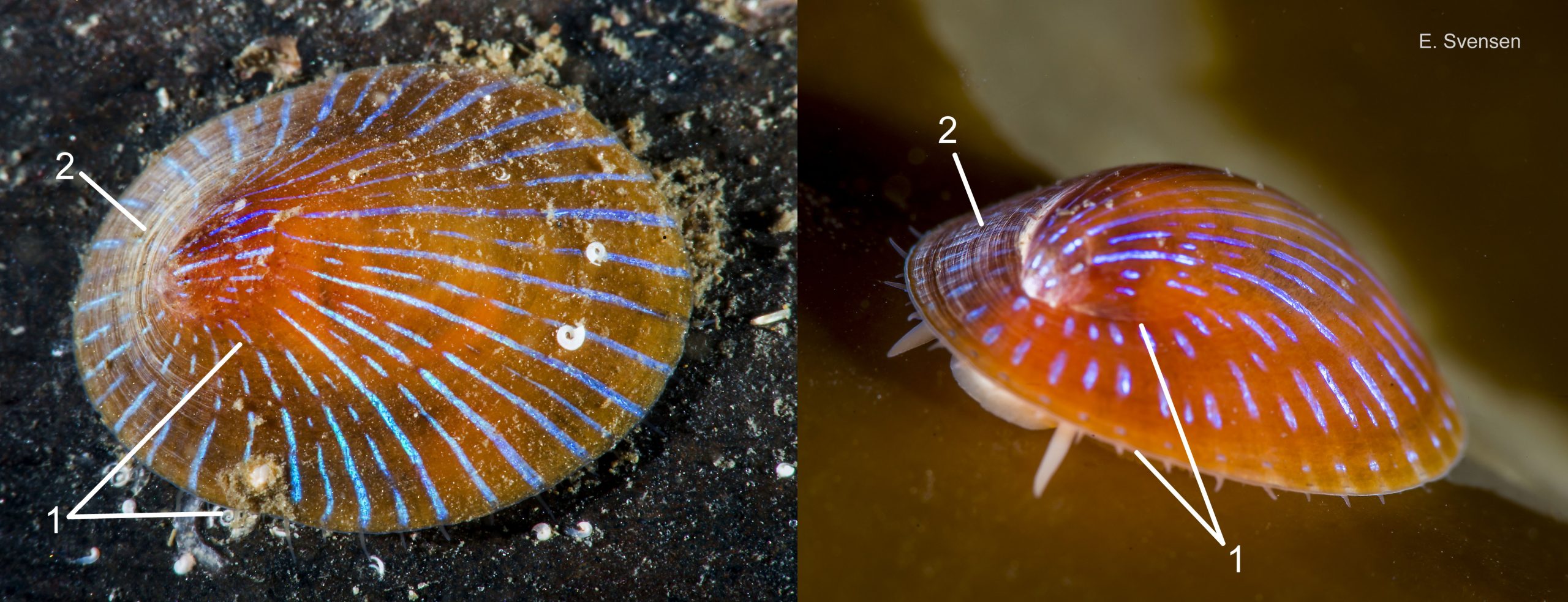 46 Patella pellucida. Growth stage 5 (possibly GS4). January 2014 (left) and March 2017. Sublittoral. Egersund, S. Norway. © E. Svensen.