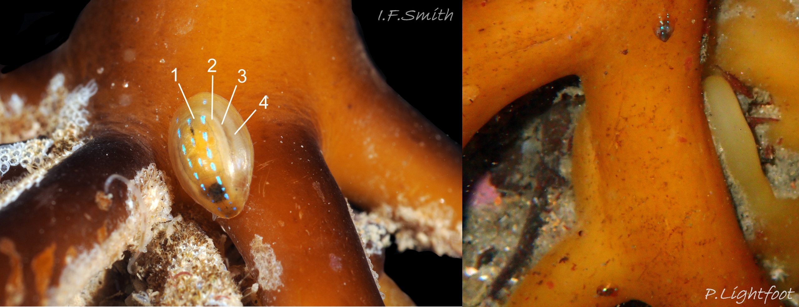 05 Patella pellucida.  Growth Stage 3 (GS3). Left: March 2017. W. Anglesey, Wales. Right: at smaller scale, September 2017. Tyne & Wear, England.