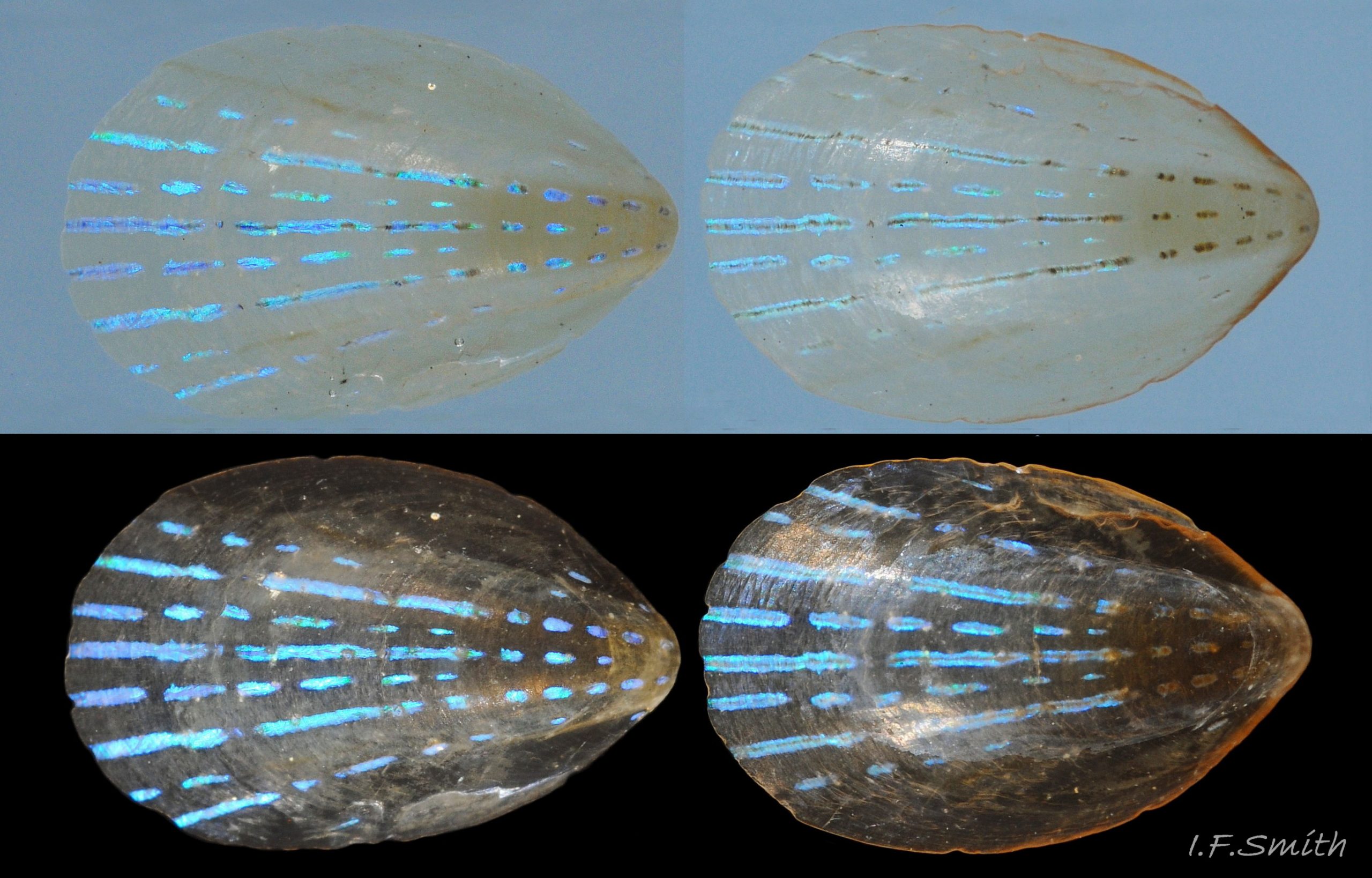 13 Patella pellucida.  Length 6.7mm. Juvenile, Growth Stage 3 (GS3). April 1969. Llŷn, N. Wales.