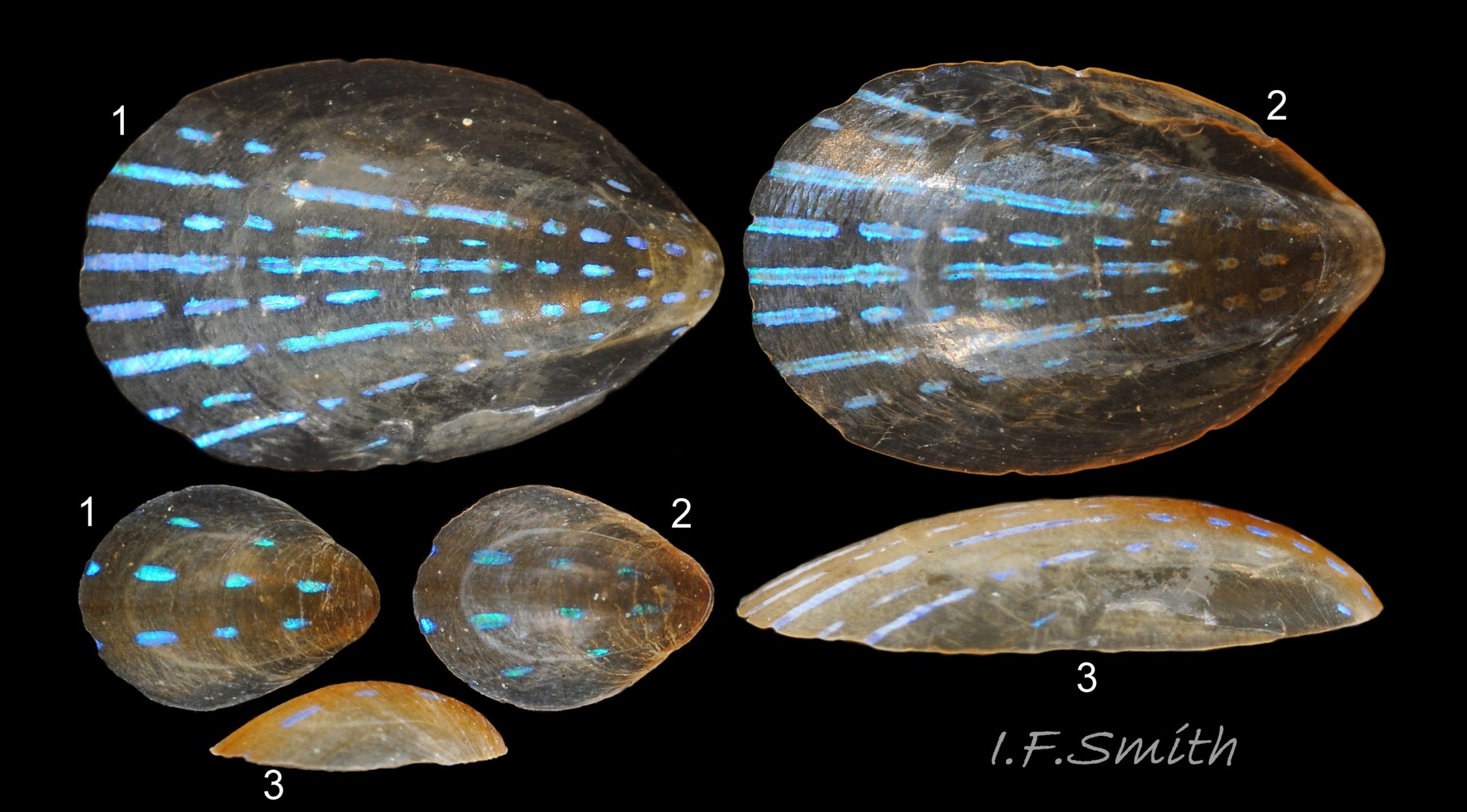 08 Patella pellucida. Juveniles, Growth Stage 3 (GS3). Littoral. Length 6.7mm, Llŷn, N. Wales, April 1969.  Length 3.2mm. Aberdeen, Scotland, 1971.