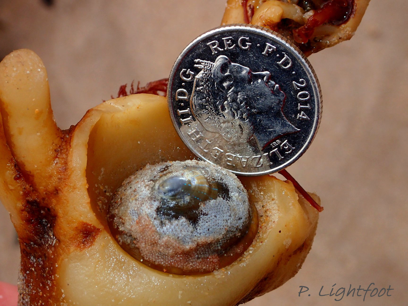 29.1 Patella pellucida, growth stage 5h. Length 23.5mm. Embleton, Northumberland, England. March 2018. © P. Lightfoot.