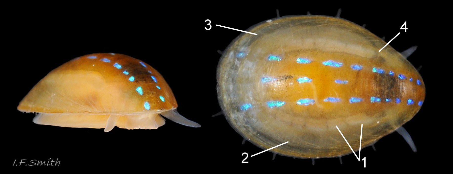 11 Patella pellucida. 4,6mm long.  Juvenile, Growth Stage 3 (GS3). From exterior of Laminaria holdfast. March 2017. Littoral. West Anglesey, Wales.