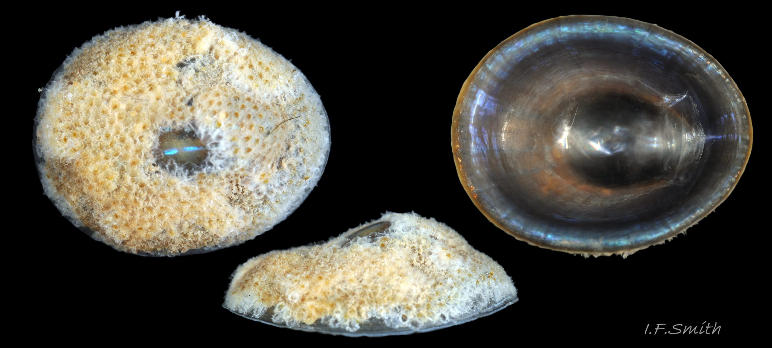 37 Patella pellucida. Length 10.1mm.  Growth Stage 5 holdfast dweller (GS5h).  March 2017. West Anglesey, Wales.