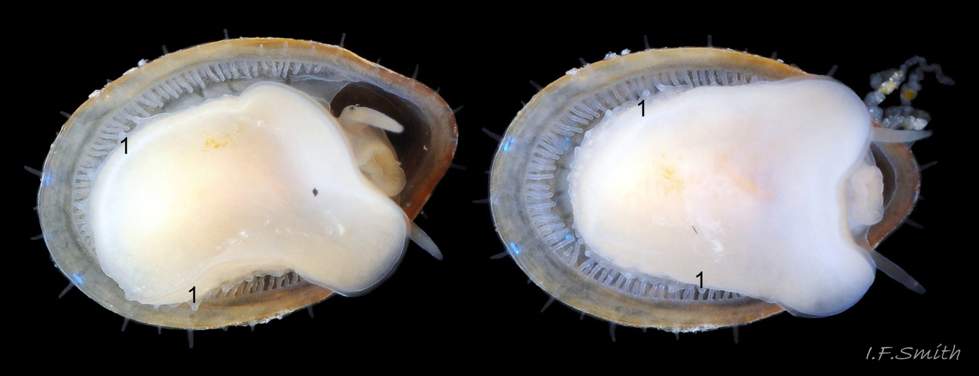 68 Patella pellucida. Shell length 4.7mm.  Growth Stages 3 (GS3). March 2017. Littoral. West Anglesey, Wales.