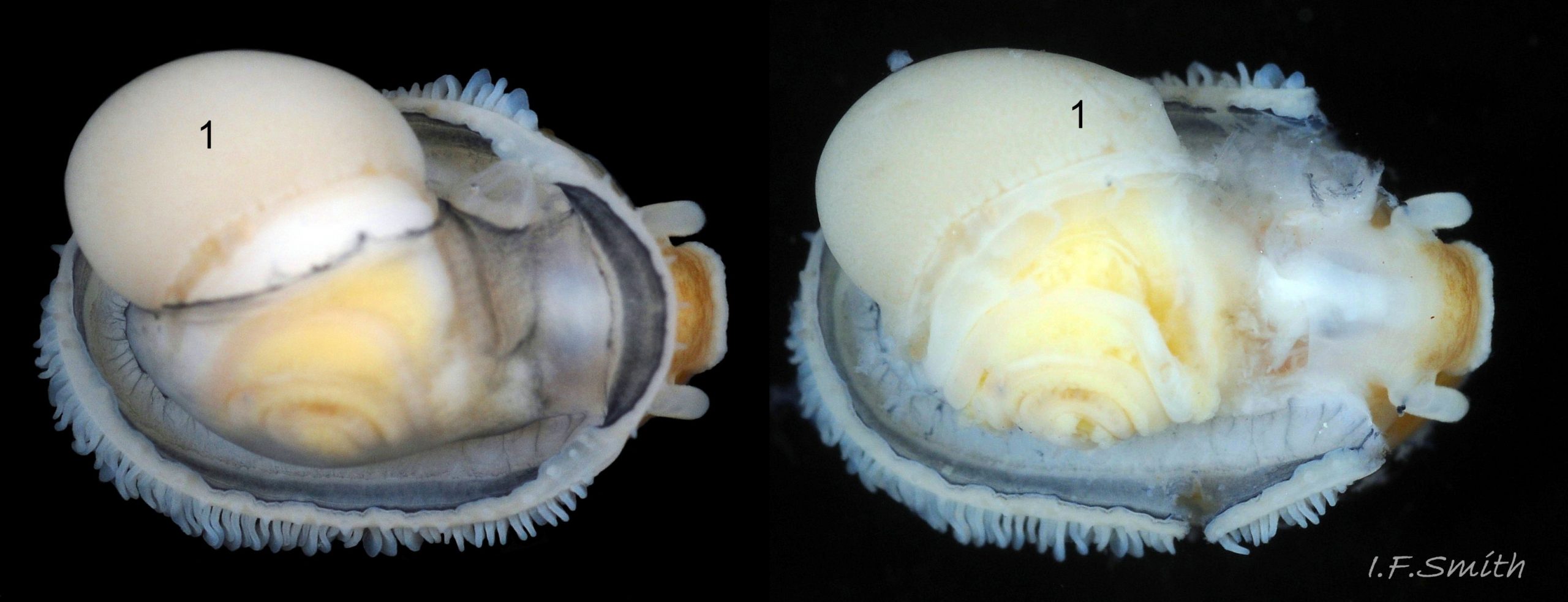 89 Patella pellucida. Shell length 10.2mm. Growth Stage 4 holdfast dweller (GS4h). March 2017. West Anglesey, Wales.