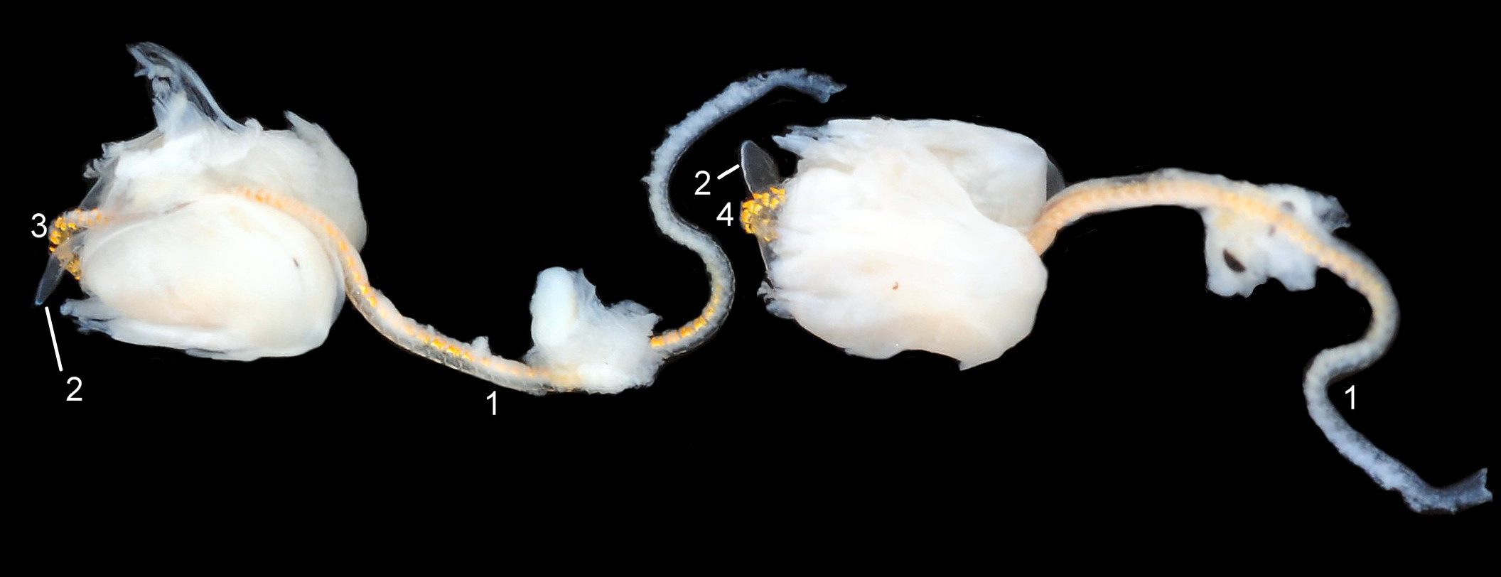 85 Patella pellucida. Shell length 9.2mm. Growth Stage 4 holdfast dweller (GS4h). March 2017. West Anglesey, Wales.