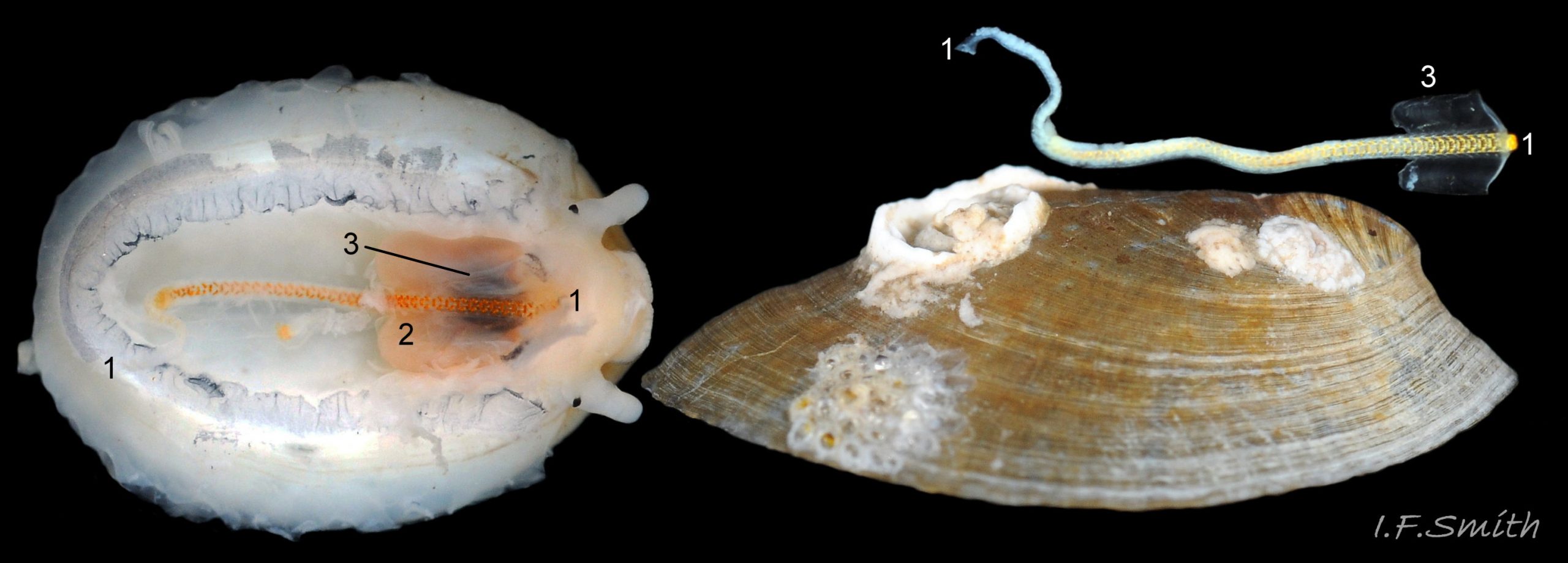 80 Patella pellucida. Shell length 9.2mm. Growth Stage 4 holdfast dweller (GS4h). March 2017. West Anglesey, Wales.