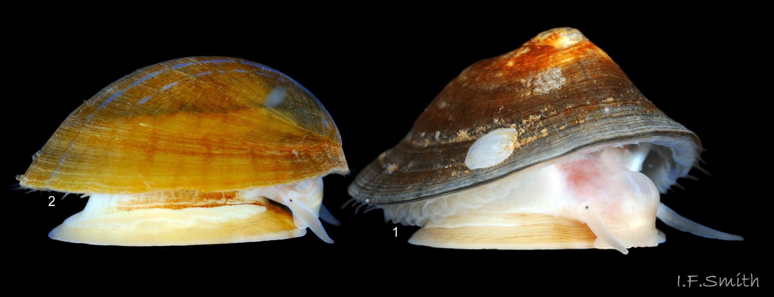 78 Patella pellucida. LEFT: L.10.2mm. Early adult, GS4f. March 2014. W. Anglesey. RIGHT: L. 11.9mm. Adult, GS5h. September 2014. N. Yorkshire.