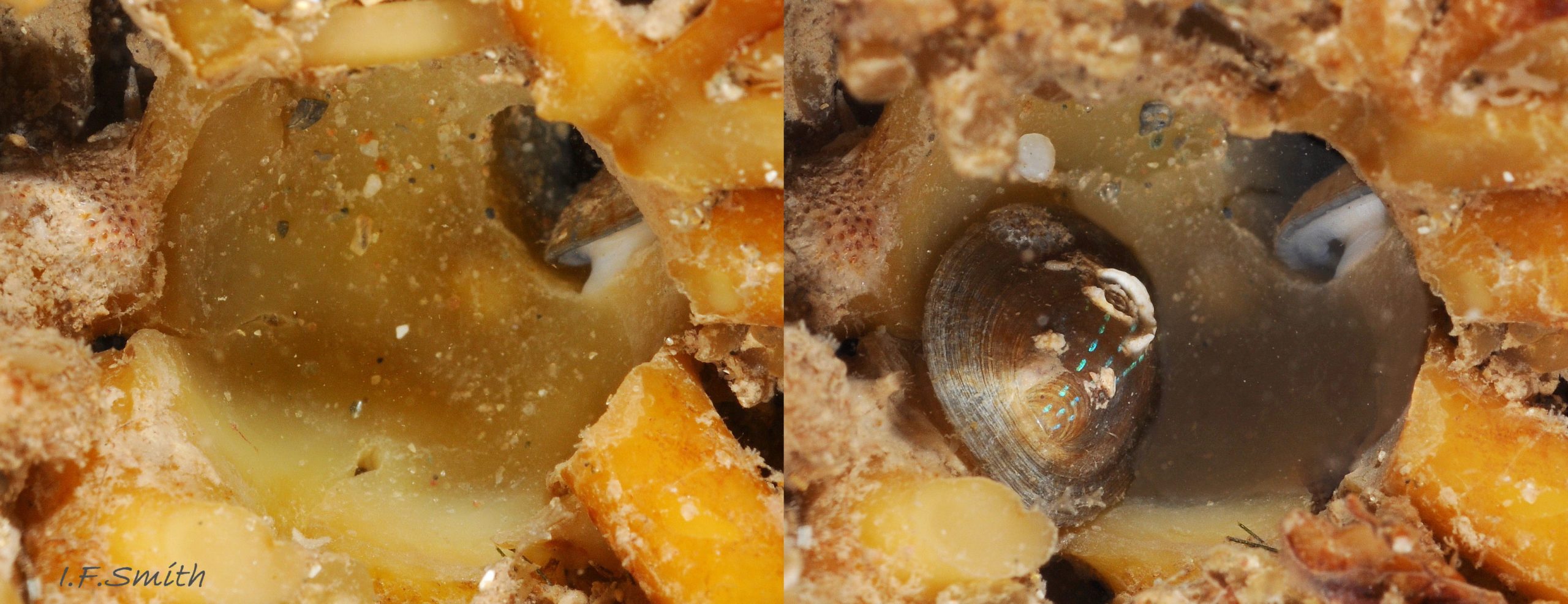 94 Patella pellucida. Shell length 9.2mm. Growth Stage 4 holdfast dweller (GS4h). March 2017. West Anglesey, Wales.