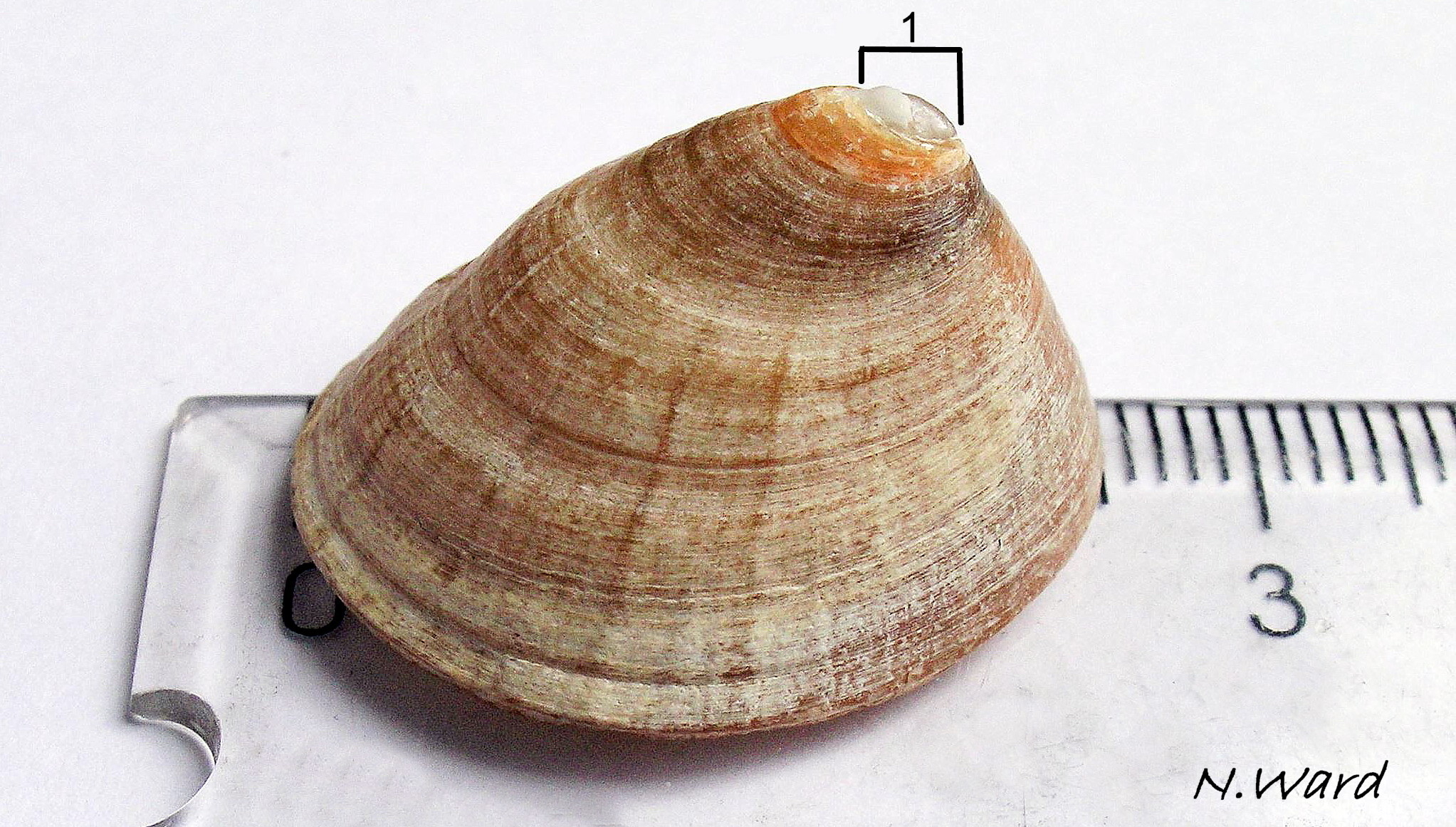 32.1 Patella pellucida. September 2017. Length 26mm.  Growth Stage 5 holdfast dweller (GS5h). Northumberland, England. Leg. Katie Ward. © N. Ward.