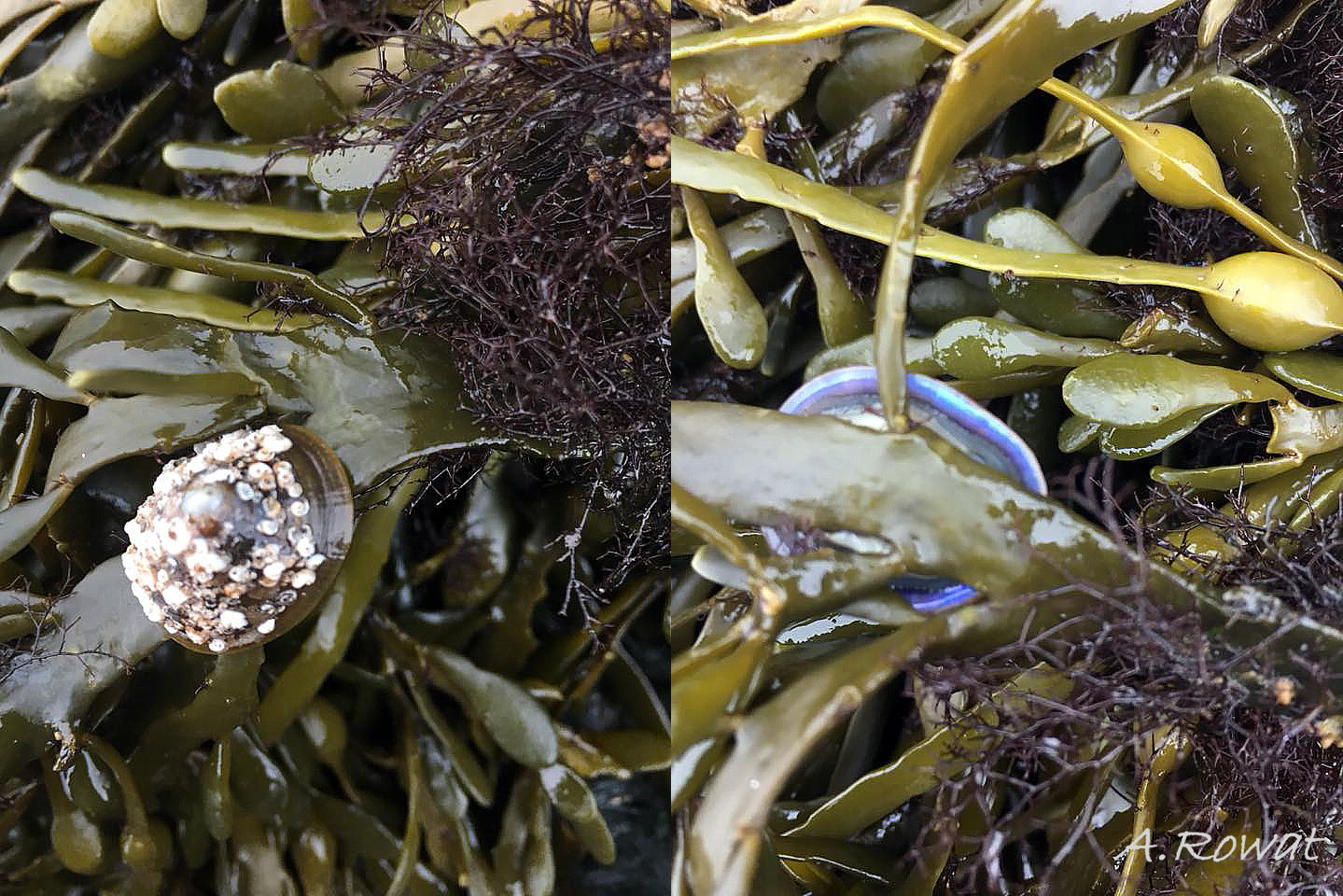 95 Patella pellucida. Growth Stage 5 holdfast dweller (GS5h) displaced by storm waves. October 2017. North-west Anglesey, Wales. © A. Rowat.