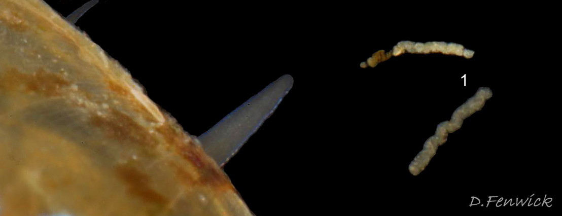 88 Patella pellucida. Faecal rods expelled from juvenile frond dweller (GS3f). October 2017. Cornwall, England. © D. Fenwick